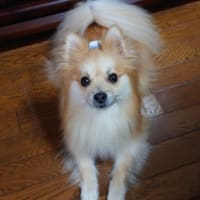 リュックに始まりリュックに終わる