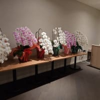 舞浜ユーラシア