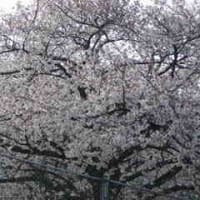 西宮上ヶ原町の桜の花