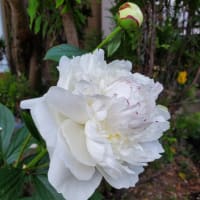 同じ貧乏暮らしなら山頭火のように生きたかったかも？・・(^_-)-☆