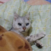 ニャンタッチャブルの日💕