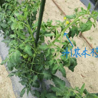 トマト連続摘芯栽培'25～支柱に誘引し第１基本枝を摘芯