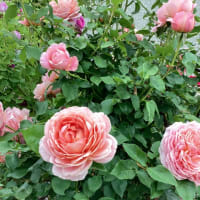 バラを見に行きました🌹