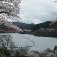 平成２９年の青蓮寺湖畔の桜