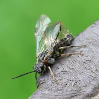 ハバチ科のハチ