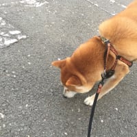 今年も春が。