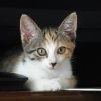 ひめちゃん☆またね