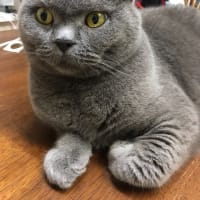 ねこ
