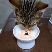 スペシャルごはん！