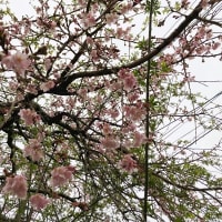 桜が咲いたよ
