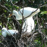 マガモの幼鳥
