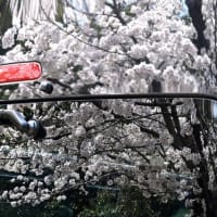 東大寺 桜満開