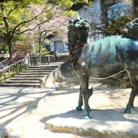 大宰府市の散策記　on　2025-4-9＆4-10　その3 　太宰府天満宮