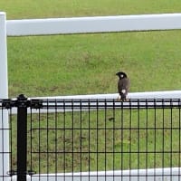 　梅の実　鳥