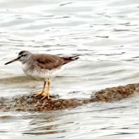 05/25探鳥記録写真：狩尾岬の鳥たち①（キアシシギ三昧、）
