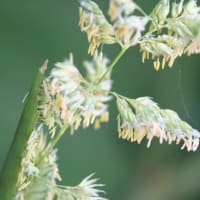 いわゆる雑草だが…何の花？？？