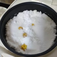 梅の季節がやってきました。