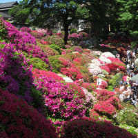 つつじ真っ盛り文京区の根津神社は大勢の人で賑わっていました