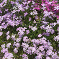 芝桜