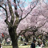 桜の記憶・高遠桜
