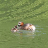 カイツブリの子育て