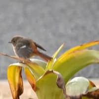 06/22探鳥記録写真：2月に出会った鳥たち①