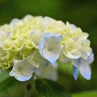 合歓の花（ねむのはな）