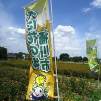 べに花の町、埼玉県桶川市　その２