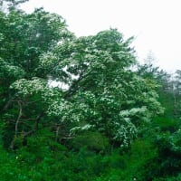 雲仙・田代原キャンプ場のヤマボウシ　2025/6/22