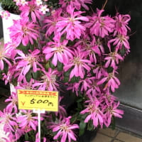お買いとくは