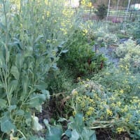 第一菜園ののらぼう菜撤収　10日