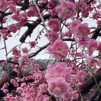 枝垂れ梅♡