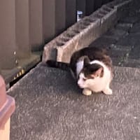 カサブランカほか庭に咲いた花など
