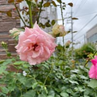 小山内健さんのバラ、シルフィシルフィとつるバラ２番花