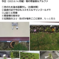 【草屋根・DIY】今日（2023.8.14.月曜）朝の草屋根＆アルファ