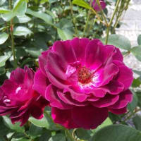 薔薇　咲いています