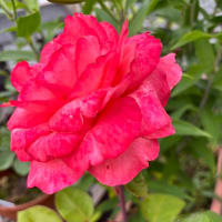 # 🌹バラが咲いて