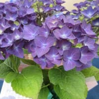 金の生る木を植え替えることに・・・