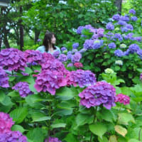 多摩川台公園あじさい園　　あじさい園の色々のあじさいたち　　　　12