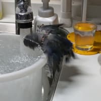 キューのお八つ