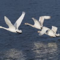 大沼の白鳥 ～ 朝の飛び立ち