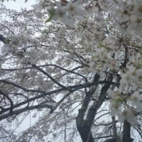 お寺の枝垂れ桜も