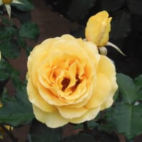 2025年の薔薇その６