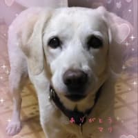 お久しぶりです