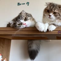 仲良く家族記念日