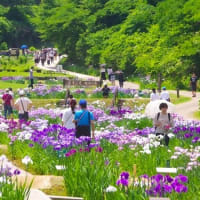 「第４０回花しょうぶ祭り」閉幕