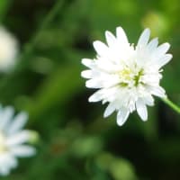 真夏の白い花たち