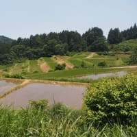 新潟県・上越市の「朴ノ木の棚田」