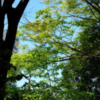 林へ行こう