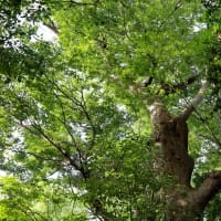 夏休み自由時間☘️　大田区猫歩き🐈🎶